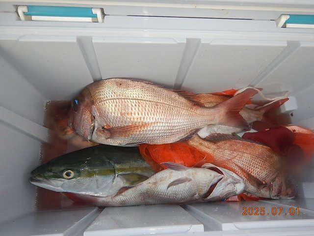 マダイ・イナワラ(ブリ)