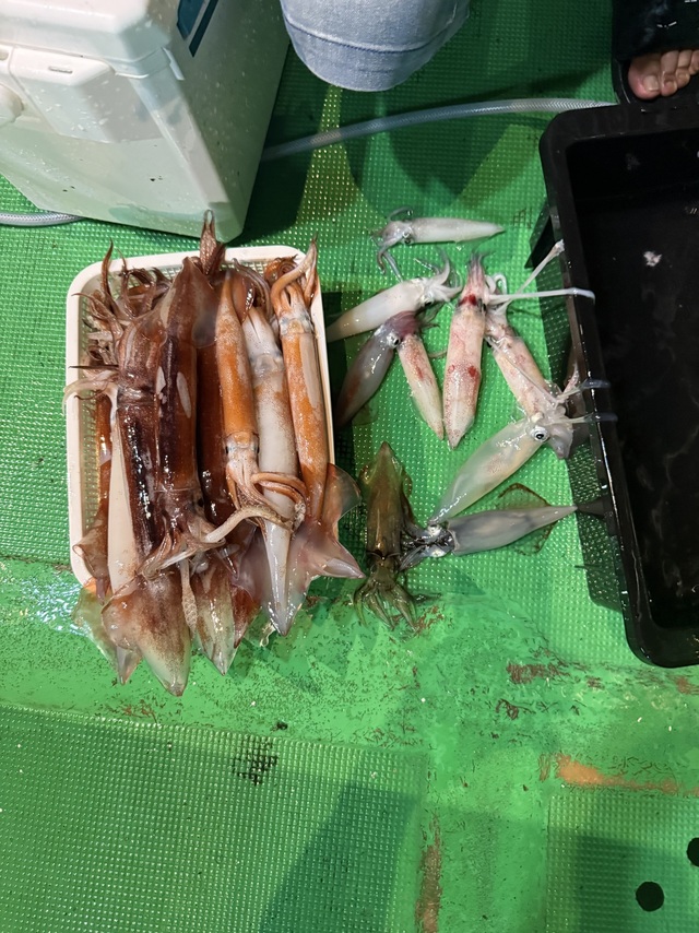 アカイカ(ケンサキイカ)・スルメイカ