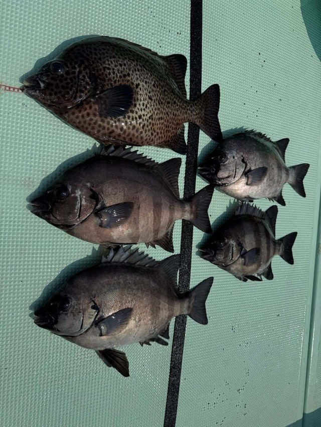 イシダイ・イシガキダイ