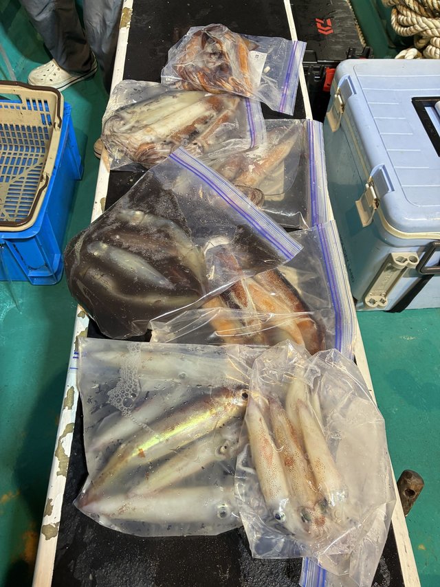 アカイカ(ケンサキイカ)