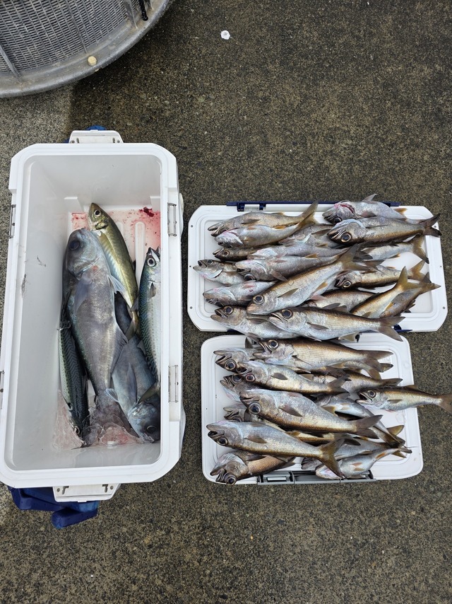 クロムツ・メダイ