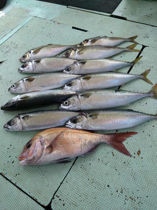 タイ(マダイ)・アジ(マアジ)・サバ(マサバ)