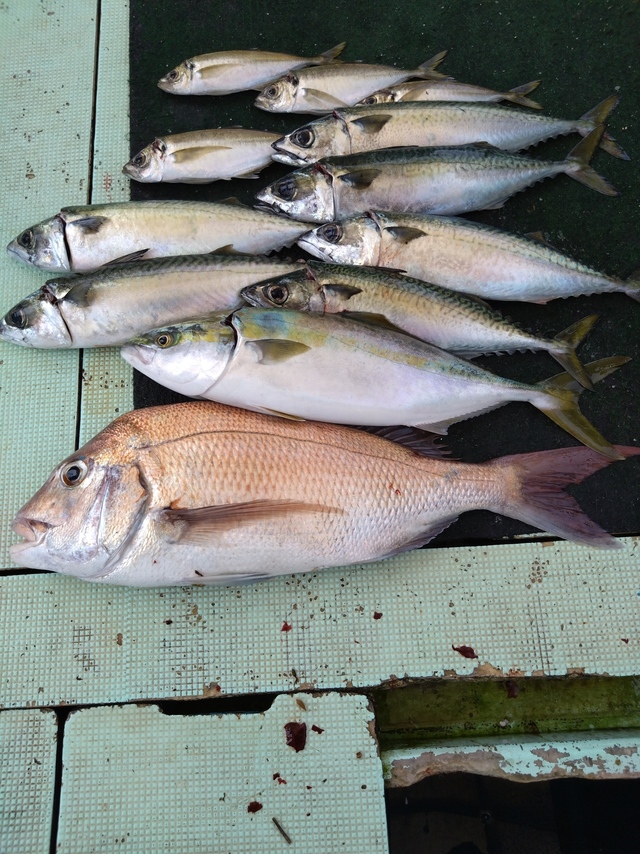 タイ(マダイ)・アジ(マアジ)・ハマチ(ブリ)・サバ(マサバ)