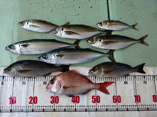 タイ(マダイ)・アジ(マアジ)・イサギ(イサキ)・マサバ