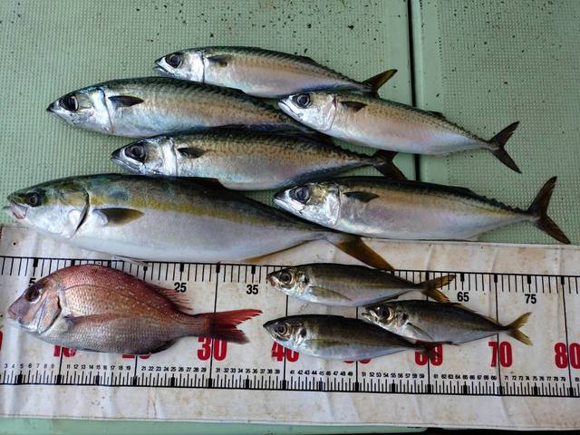 タイ(マダイ)・アジ(マアジ)・ハマチ(ブリ)・マサバ