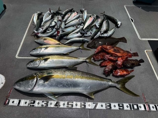 アジ(マアジ)・ヒラマサ・カサゴ・ヒラメ