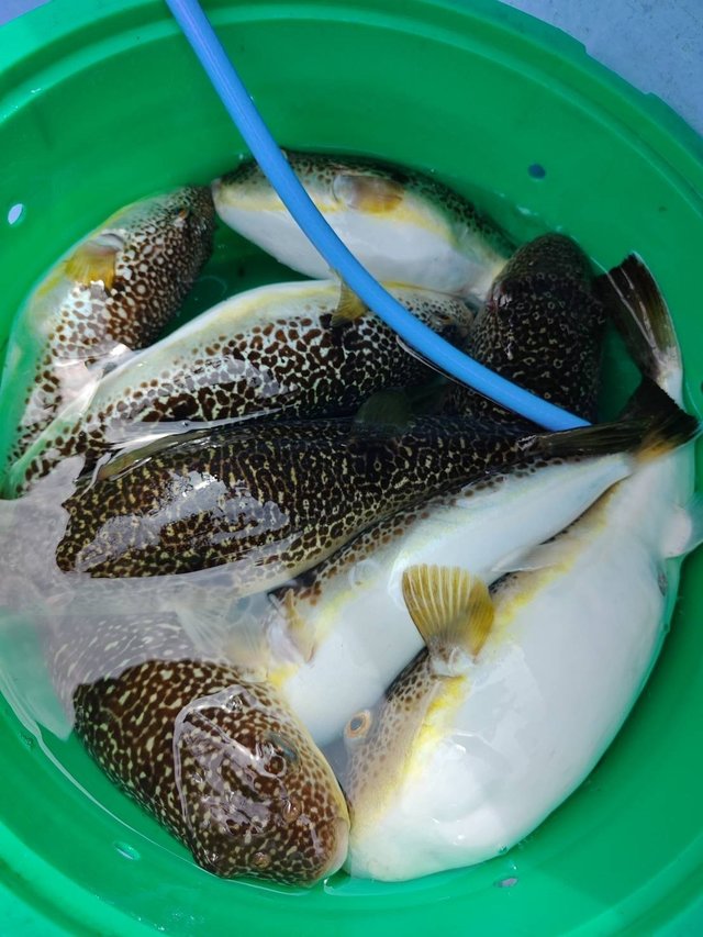 ショウサイフグ