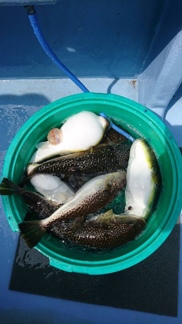 ショウサイフグ