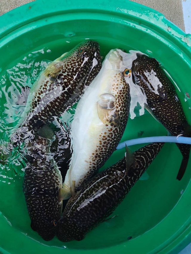 ショウサイフグ