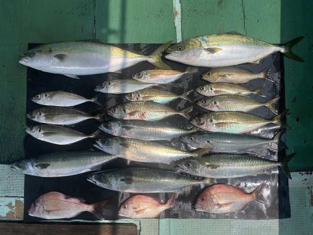 チャリコ(マダイ)・マアジ・ハマチ(ブリ)・イサキ・マサバ