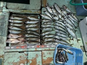 マダイ・マアジ・マサバ