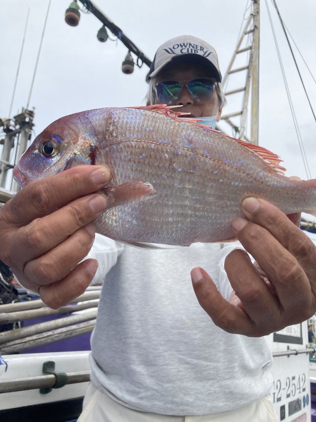 コダイ(マダイ)