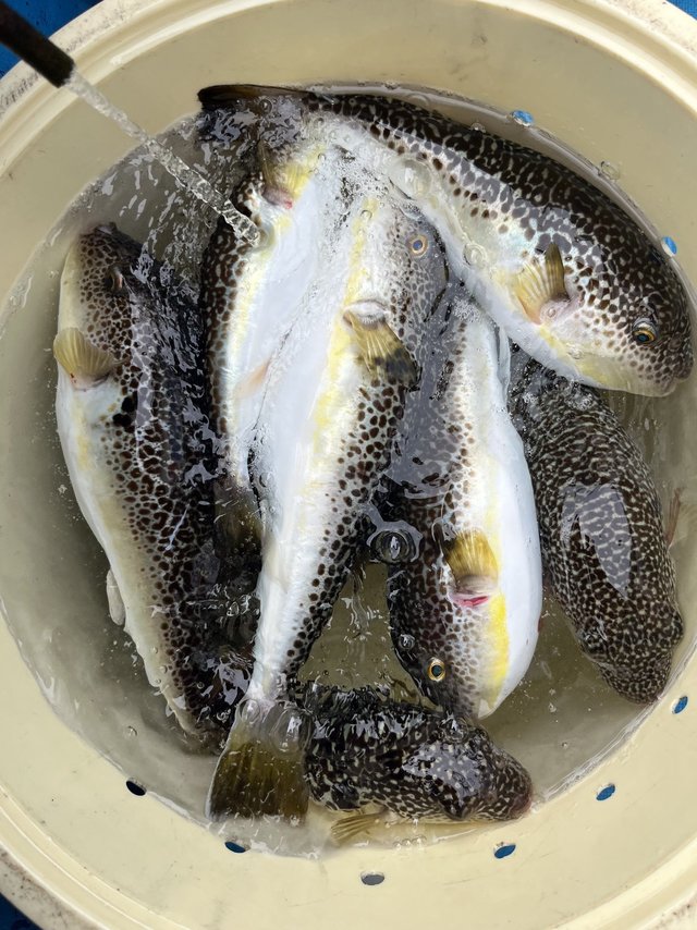 フグ(ショウサイフグ)