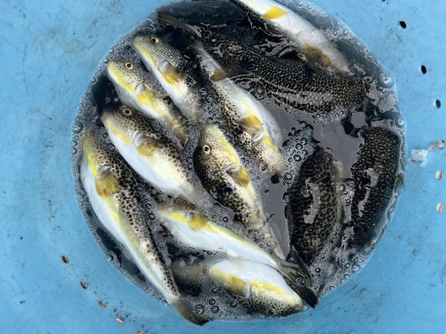 フグ(ショウサイフグ)