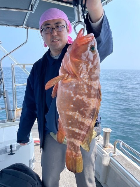 アコウ(キジハタ)