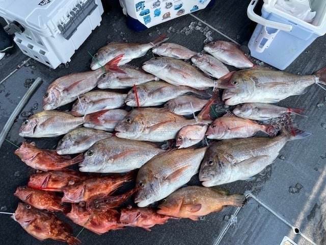 マダイ・アコウ(キジハタ)・ウッカリカサゴ