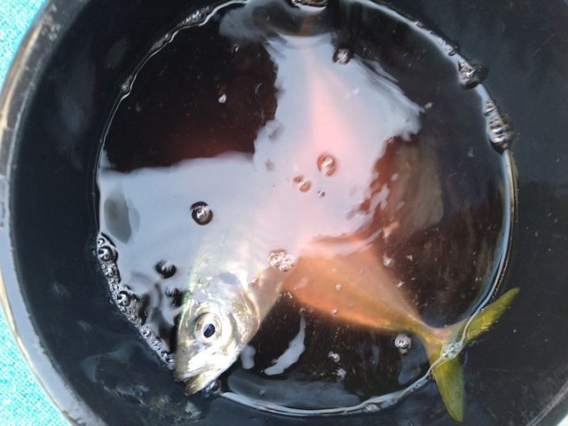 レンコ(キダイ)・アジ(マアジ)