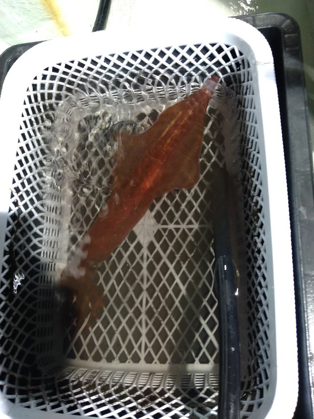 イカ(ケンサキイカ)