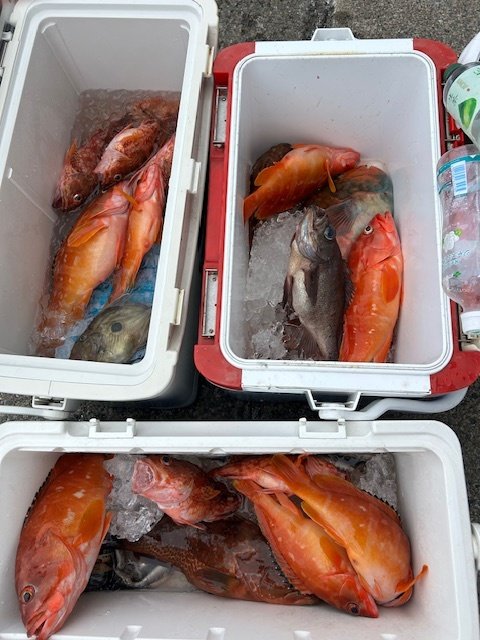 アカハタ・キジハタ・ブダイ