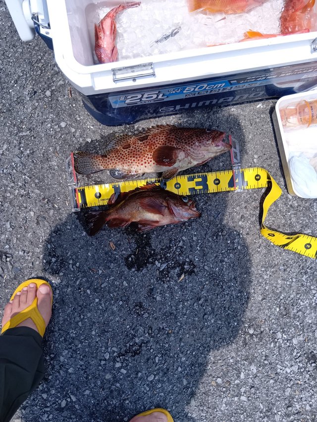 オオモンハタ・メバル