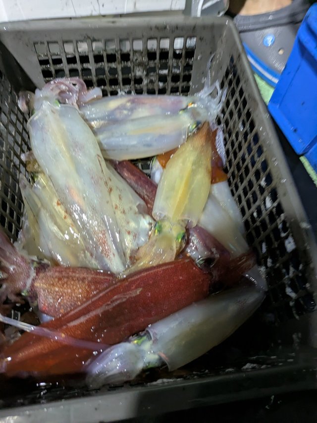 イカ(ケンサキイカ)