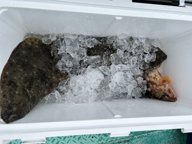 カサゴ・ヒラメ