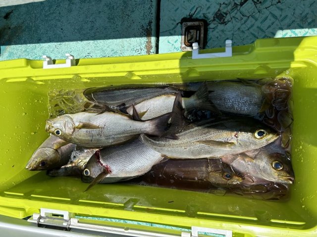 カイワリ・イサキ・ソウダガツオ(ヒラソウダ)・サバ(ゴマサバ)