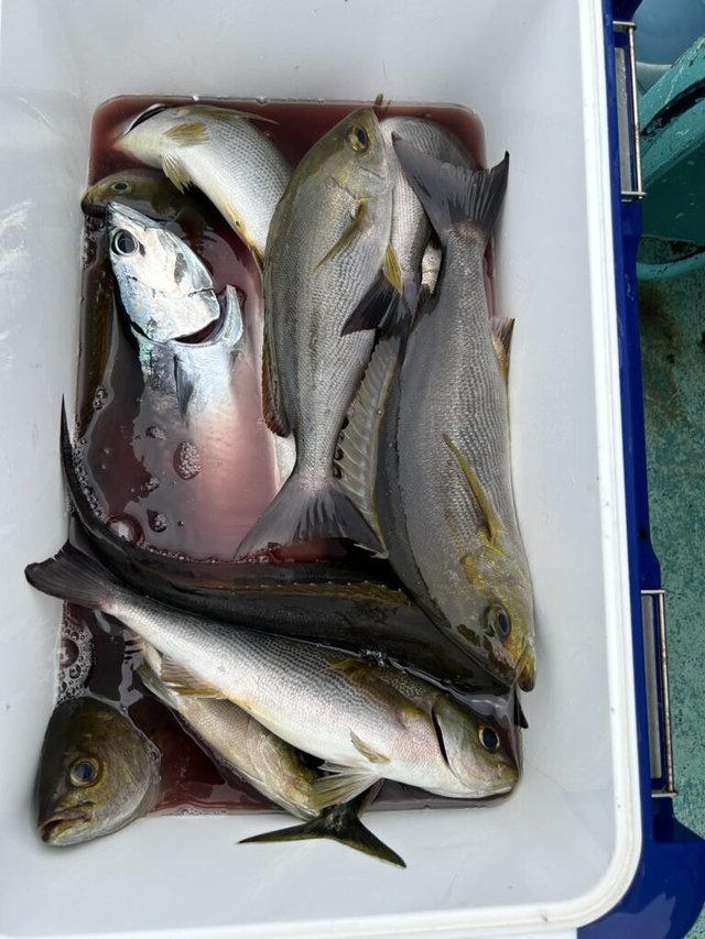 イサキ・ソウダガツオ(ヒラソウダ)・サバ(ゴマサバ)