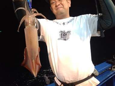 マイカ(ケンサキイカ)