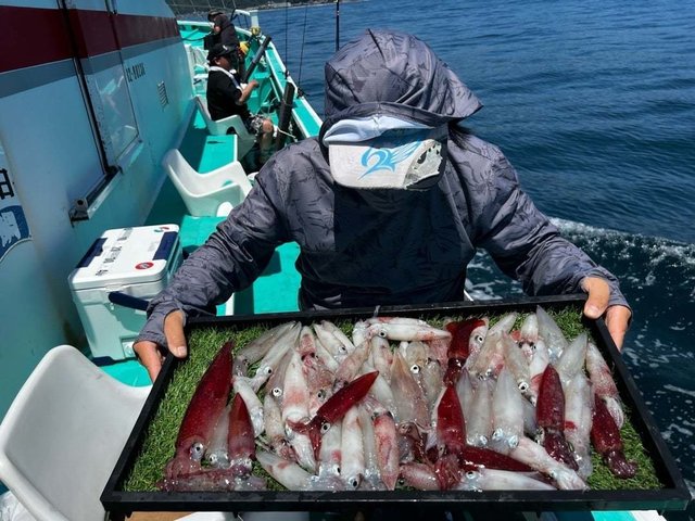 マルイカ(ケンサキイカ)