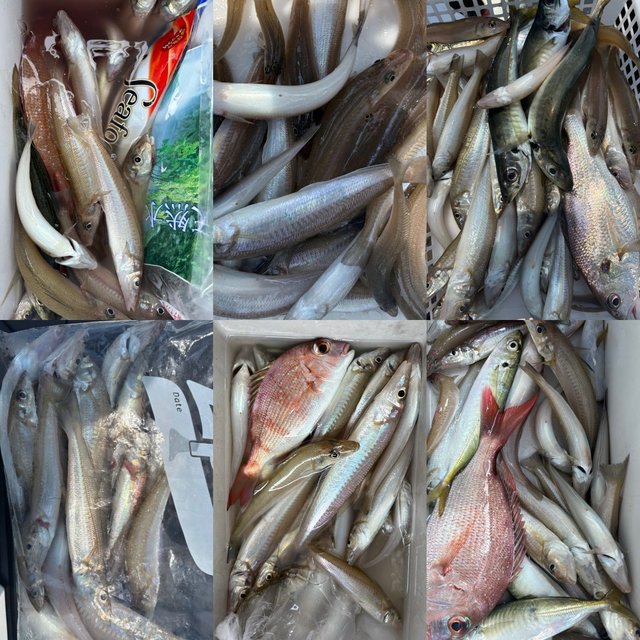 キス(シロギス)