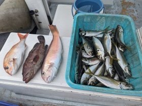 マダイ・アジ(マアジ)・シロアマダイ・ハタ(マハタ)