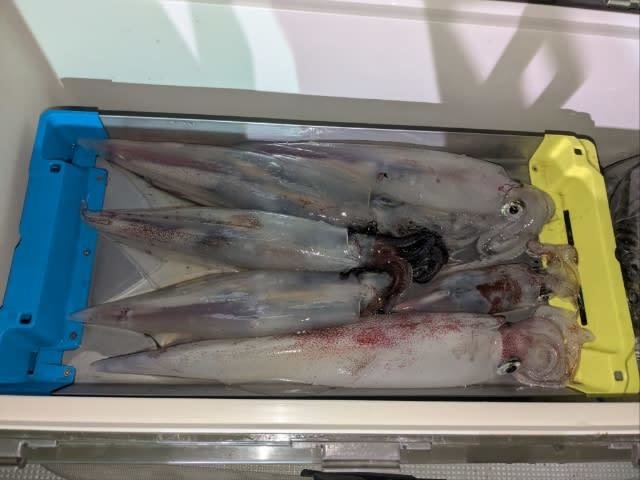 アカイカ(ケンサキイカ)