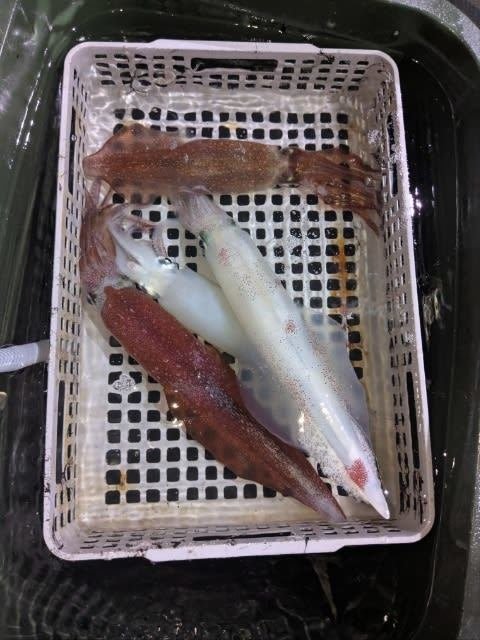 アカイカ(ケンサキイカ)