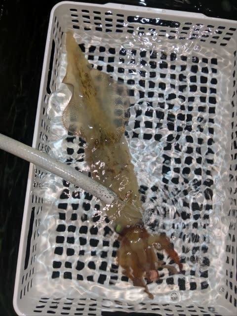 アカイカ(ケンサキイカ)