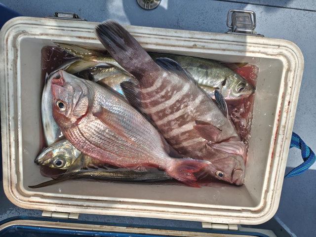 マハタ・マアジ・サバ(ゴマサバ)