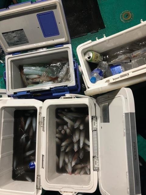 アカイカ(ケンサキイカ)