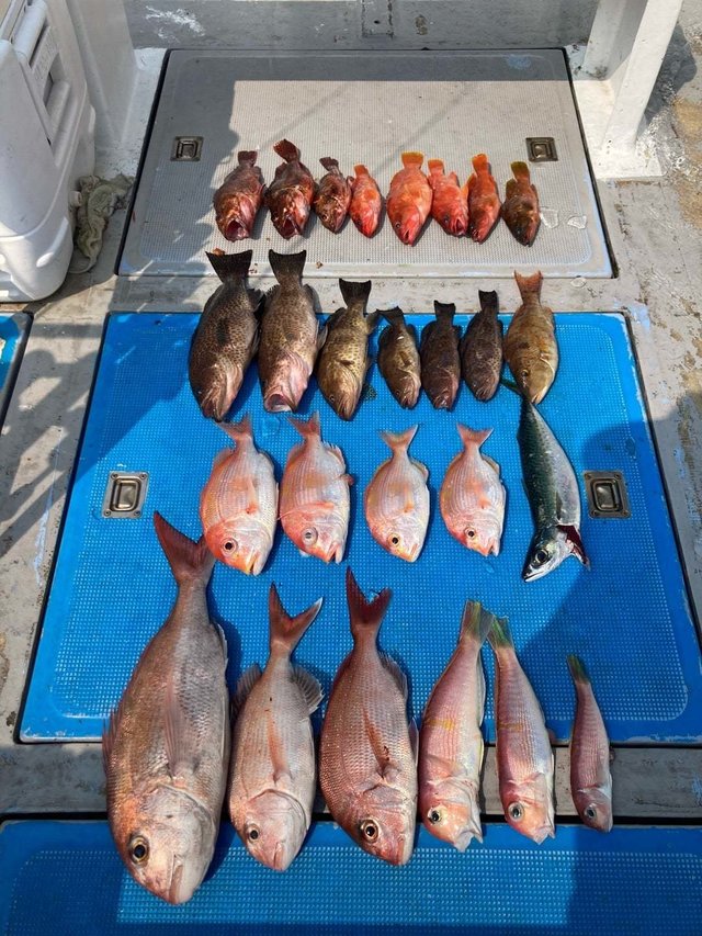 タイ(マダイ)・カサゴ