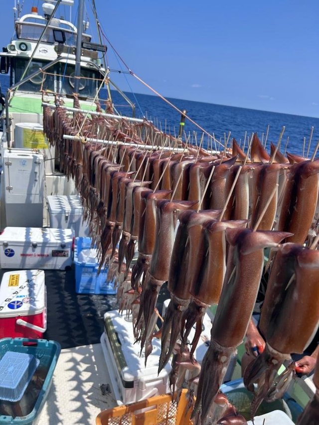 スルメ(スルメイカ)