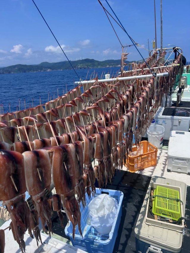 スルメ(スルメイカ)