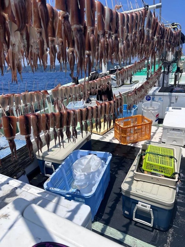 スルメ(スルメイカ)