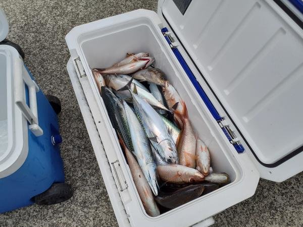 ヒメダイ・イサキ・ソウダ(ヒラソウダ)・サバ(ゴマサバ)