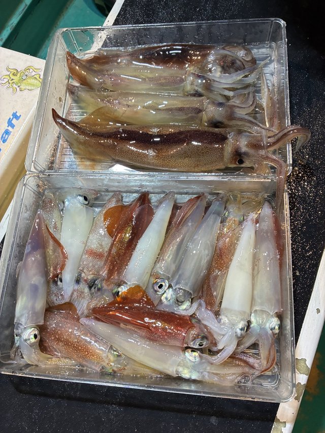 アカイカ(ケンサキイカ)