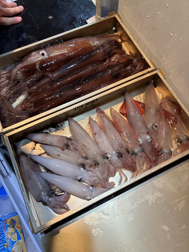 アカイカ(ケンサキイカ)