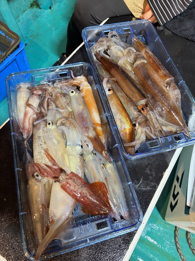 アカイカ(ケンサキイカ)