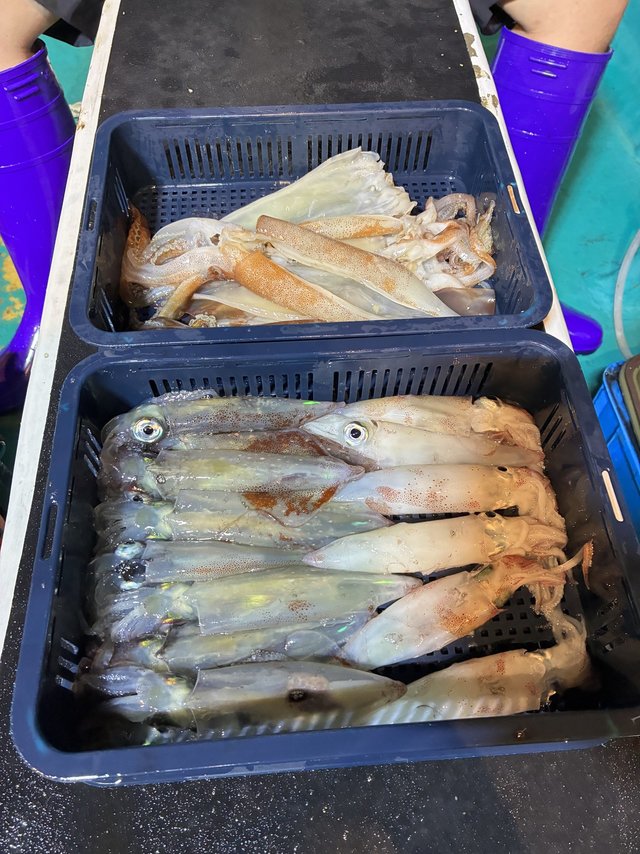 アカイカ(ケンサキイカ)