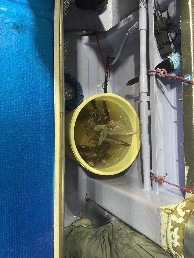 マルイカ(ケンサキイカ)・スルメイカ