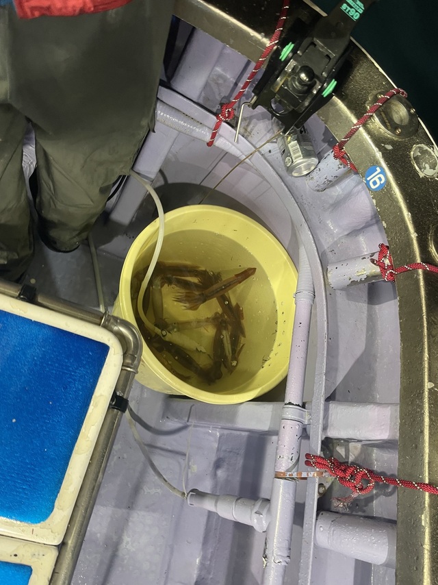 マルイカ(ケンサキイカ)・スルメイカ