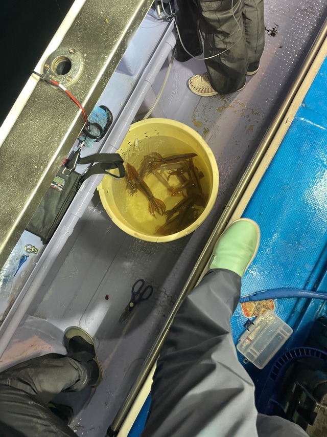 マルイカ(ケンサキイカ)・スルメイカ