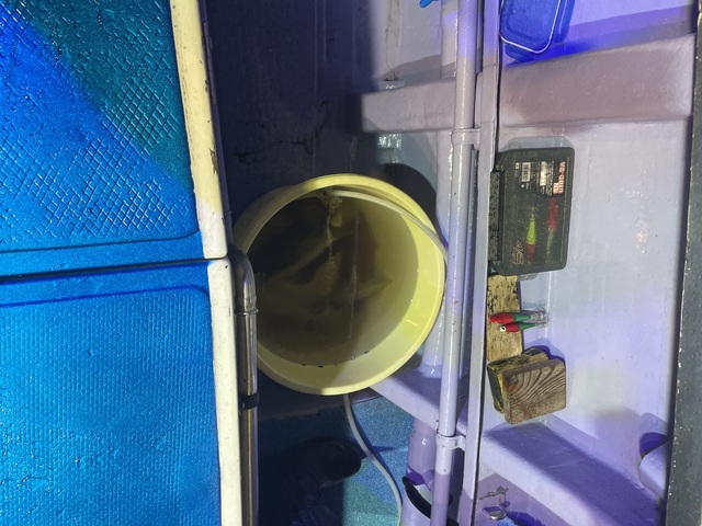 マルイカ(ケンサキイカ)・スルメイカ